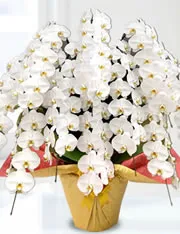 胡蝶蘭大輪10本立