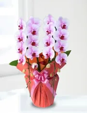 胡蝶蘭大輪2本立