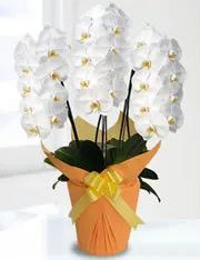 胡蝶蘭大輪3本立