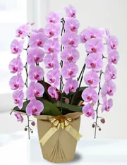 胡蝶蘭大輪3本立