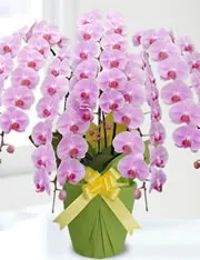 ピンク大輪5本立