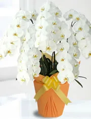 胡蝶蘭大輪5本立