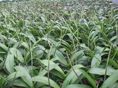 約1年半を過ぎ花芽がでてきました