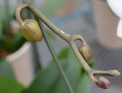 徐々につぼみの形になり開花まであと少しです