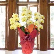 黄色大輪 3本立 1万円